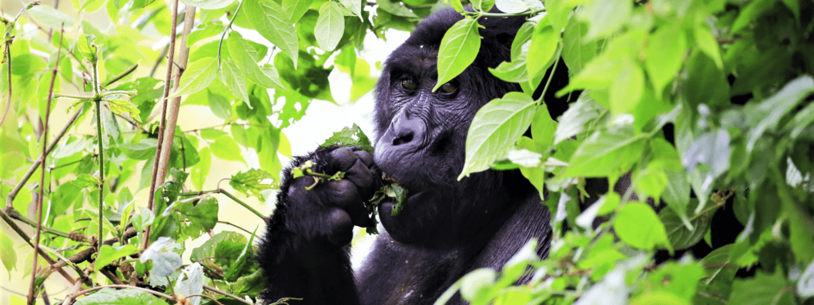 Rwanda Parks
