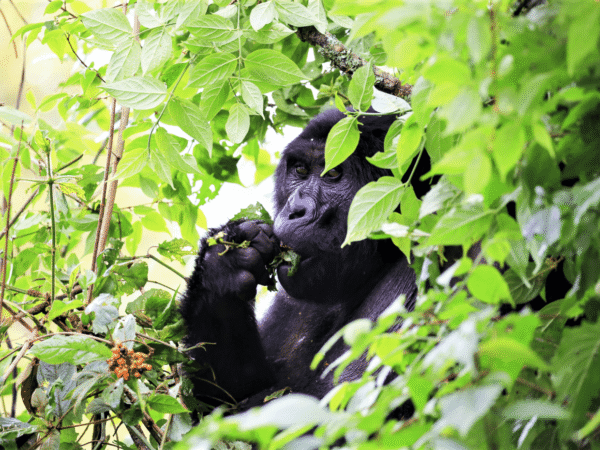 3-Day Encounter with Gorillas and Lake Bunyonyi Safari