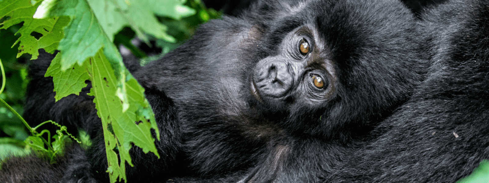 Rwanda Gollira Trekking