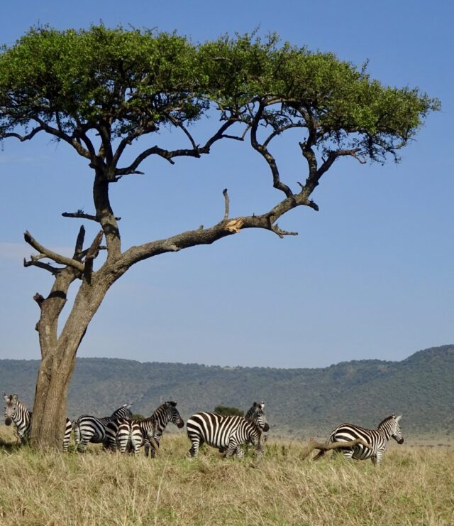 8 Days Kenya Safari Adventure with Carlifonia Tours and Travel