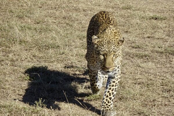 4-Day Group Tour to Tarangire, Serengeti, Ngorongoro