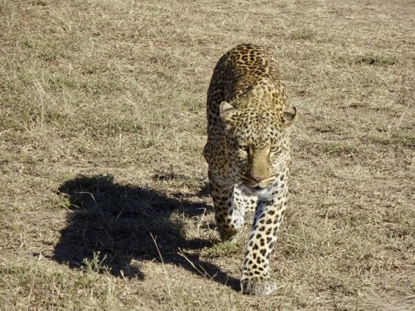 6-Day Short Uganda Willdlife Safari