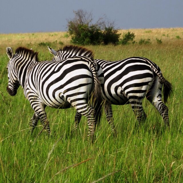 3-Day Masai Mara Safari Overview ( Carlifonia Tours and Travel)