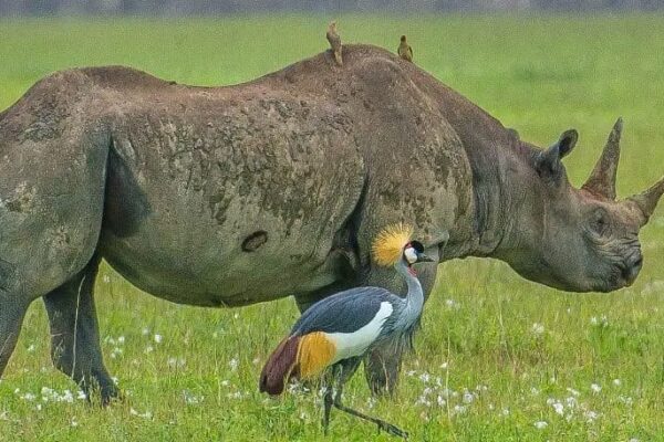 5-Day Great Migration-River Crossing