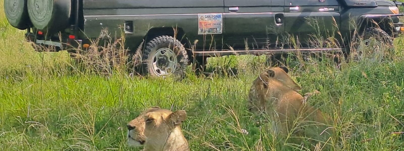 Tanzania Safari