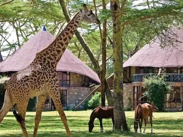 3-Day Mid Range Safari – Serengeti & Ngorongoro Crater