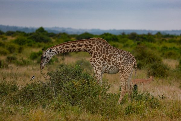 7-Day Masai Mara, Nakuru, Naivasha & Amboseli Safari
