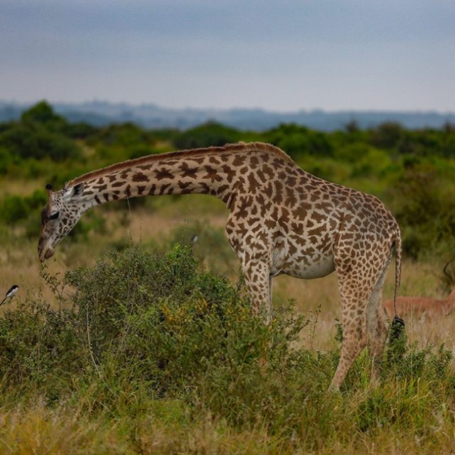 7-Day Masai Mara, Nakuru, Naivasha & Amboseli Safari