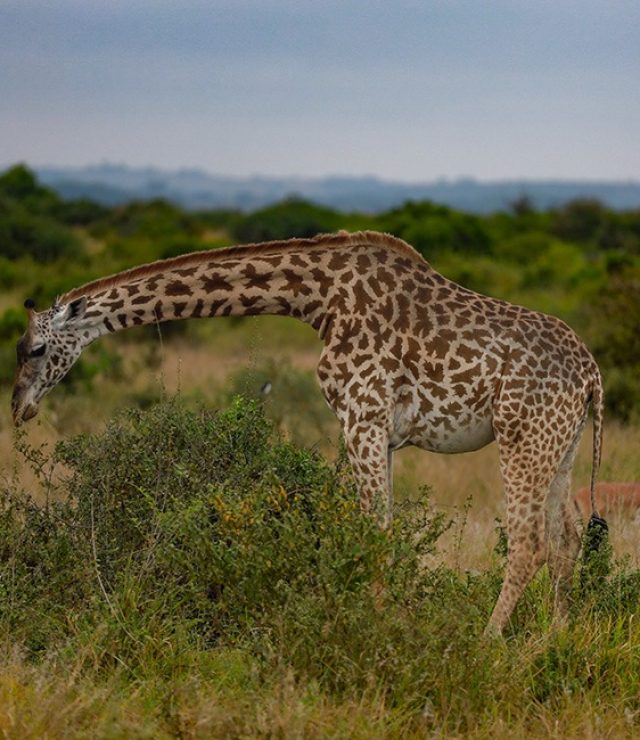 7-Day Masai Mara, Nakuru, Naivasha & Amboseli Safari