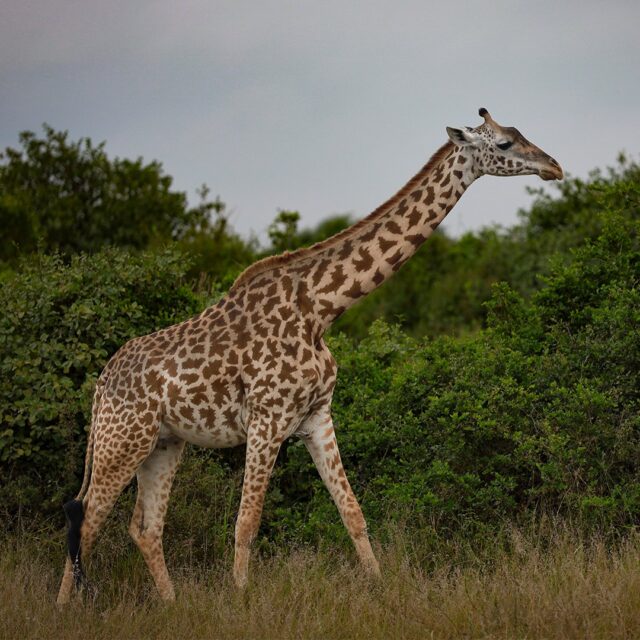 3-Day Encounter with Gorillas and Lake Bunyonyi Safari