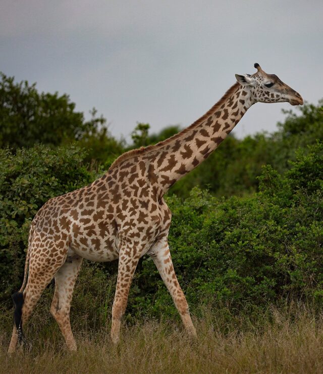 3-Day Encounter with Gorillas and Lake Bunyonyi Safari