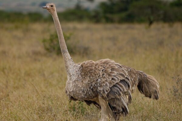 5-Day Tsavo Amboseli and Saltlick Safari Experience