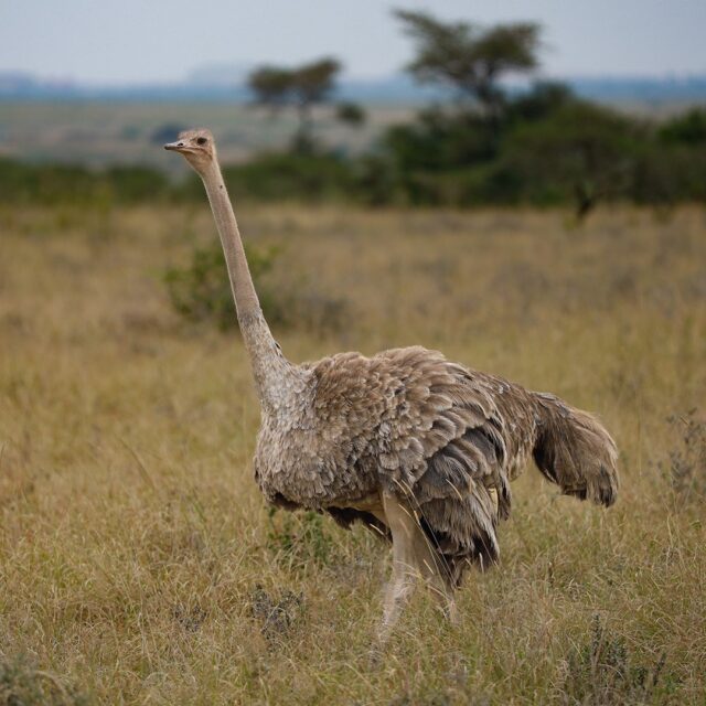 5-Day Tsavo Amboseli and Saltlick Safari Experience