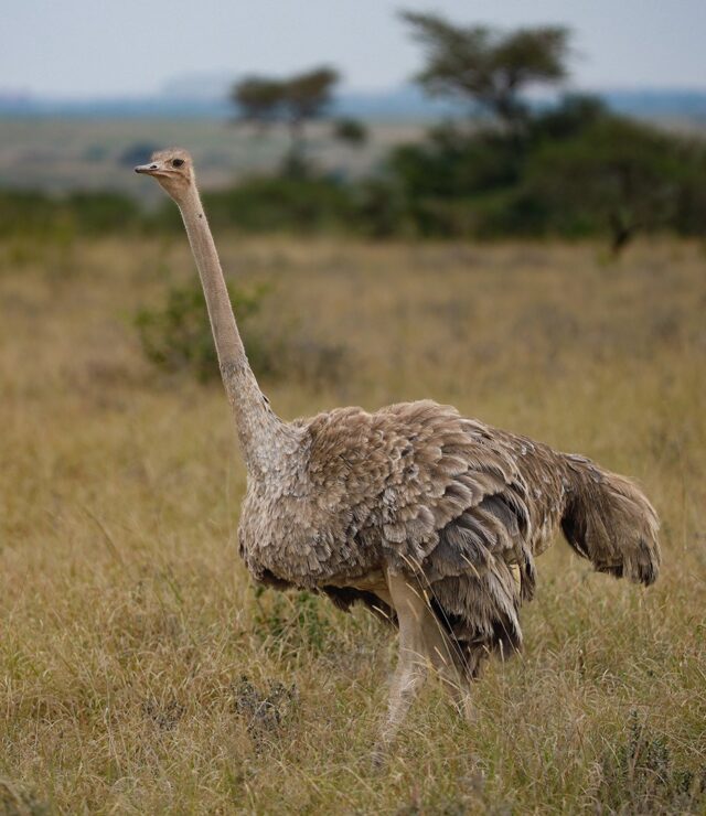 5-Day Tsavo Amboseli and Saltlick Safari Experience
