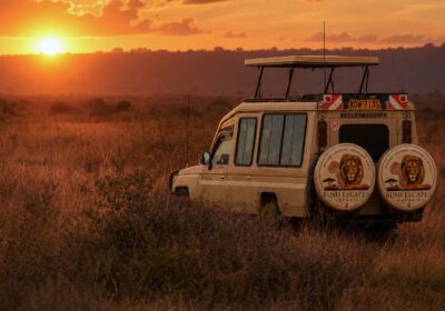 From City Streets to Wild Savannah: Our Successful Half-Day Nairobi National Park Safari