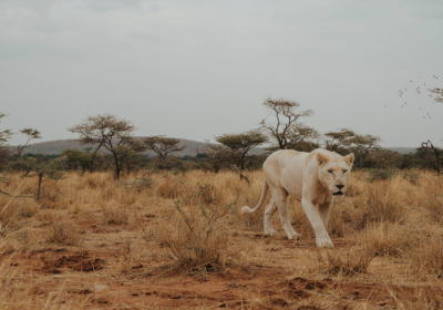 Africa’s “Rare Five” Experiences That Define Ultra-Luxury Safari Now
