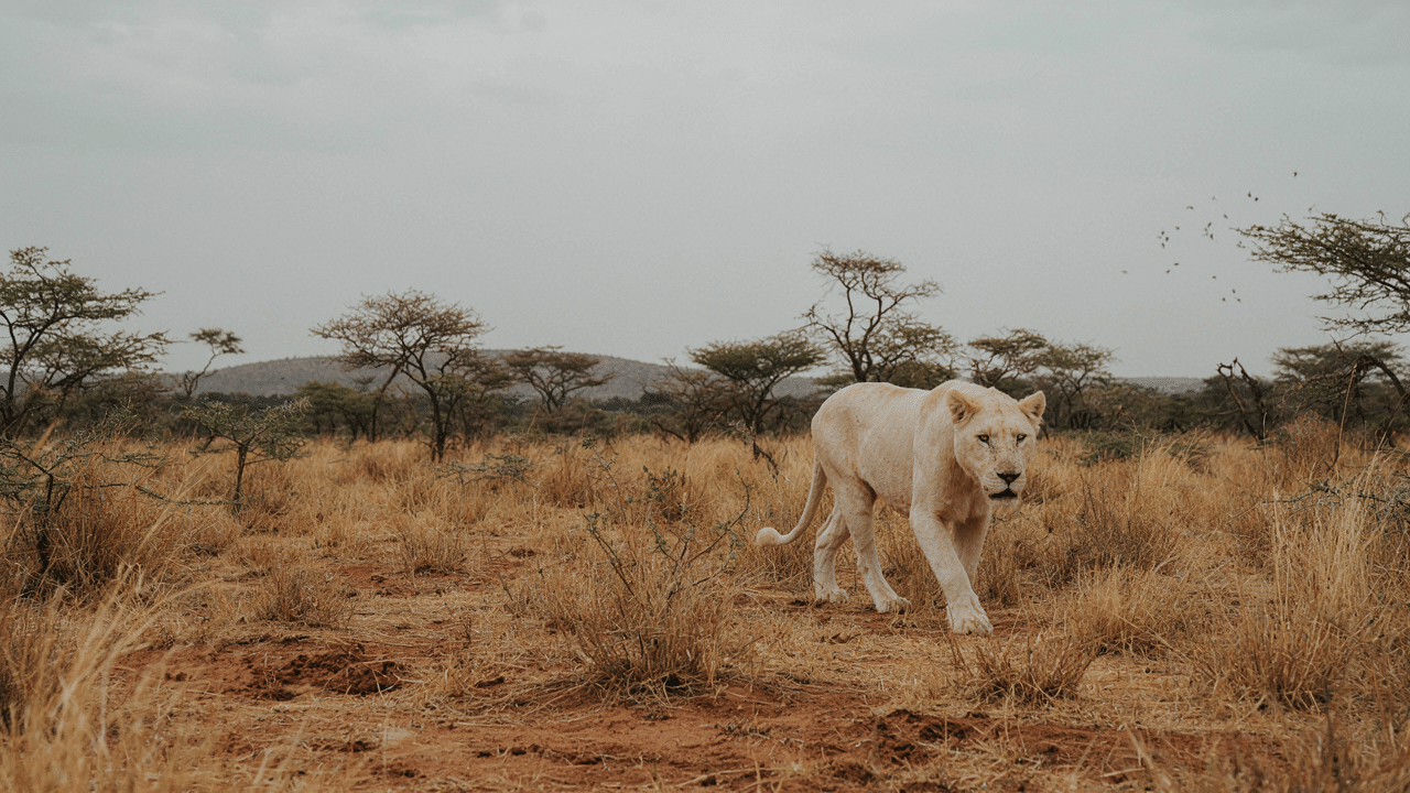 A dramatic, high-quality photograph of a wild white lion walking or standing in golden grass at sunrise or late afternoon light.
